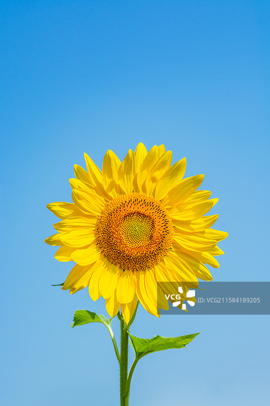 向日葵 葵花 特写 向阳花 望日葵 夏天 花瓣 花蕊 花芯 盛开 杭州东沙湖公园 花卉 花朵 蓝天图片素材