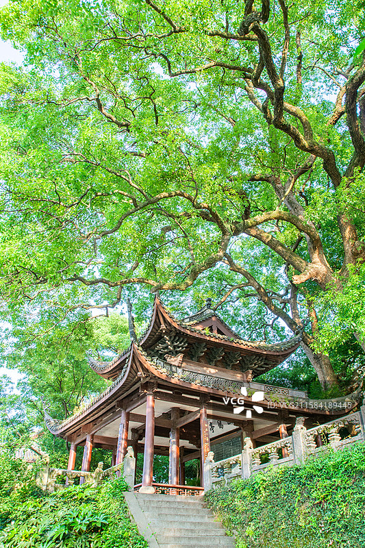 放鹤亭 孤山 古亭 传统建筑 园林景观 大树 古树参天 杭州 西湖 西湖畔 绿叶 历史文化景点 古迹图片素材