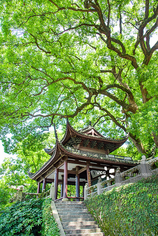 西湖 孤山 放鹤亭 园林建筑 杭州西湖 古建筑 参天大树 古树 古亭 风光 风景 西湖美景 西湖景点图片素材