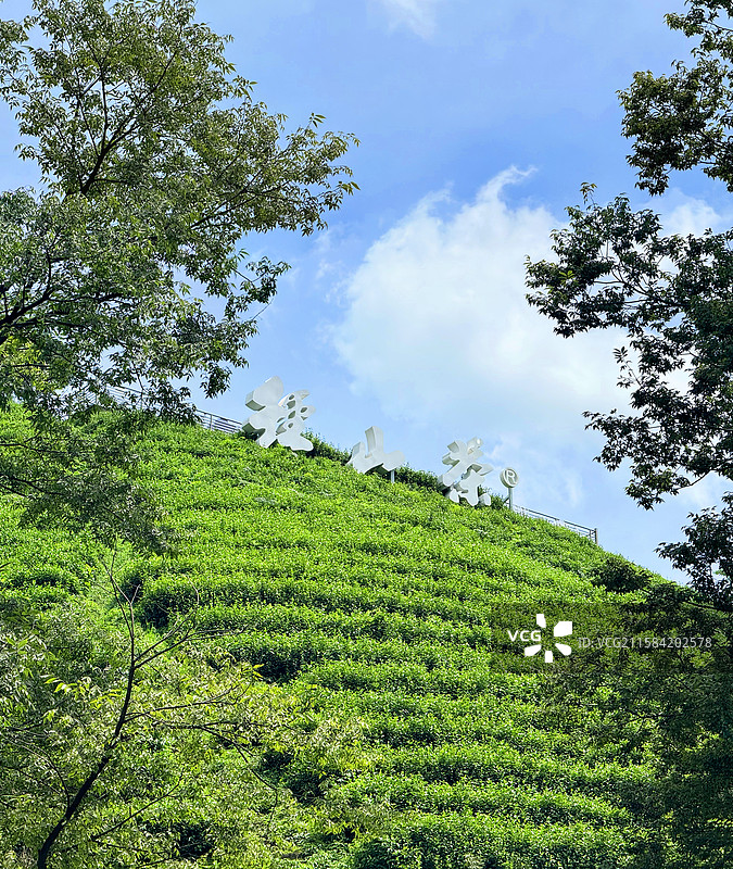 杭州径山茶园图片素材
