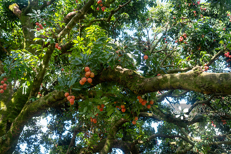 广西灵山县老树桂味荔枝园镜头图片素材
