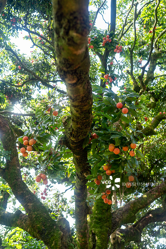 广西灵山县老树桂味荔枝园镜头图片素材