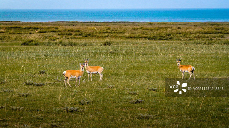 青海湖边的普氏原羚图片素材