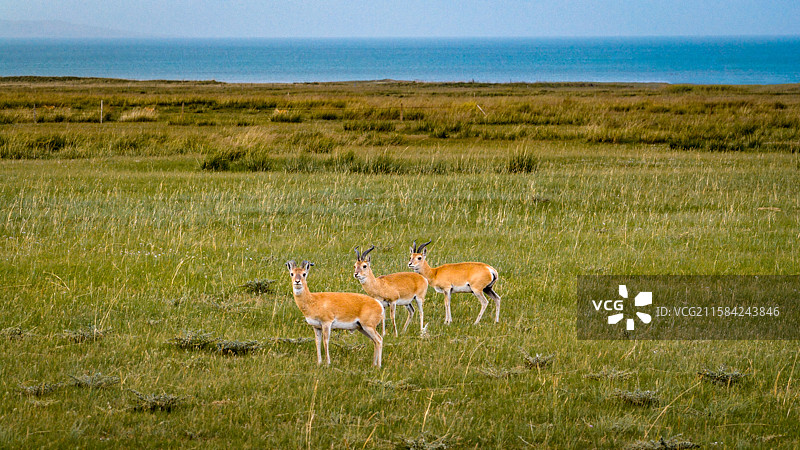 青海湖边的普氏原羚图片素材