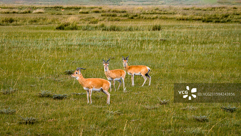 青海湖边的普氏原羚图片素材