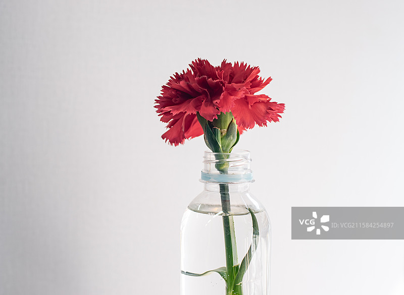 中国住宅房间内部装饰物拍摄主题，柜子上摆放的玻璃瓶和红色康乃馨插花，室内无人图像摄影图片素材