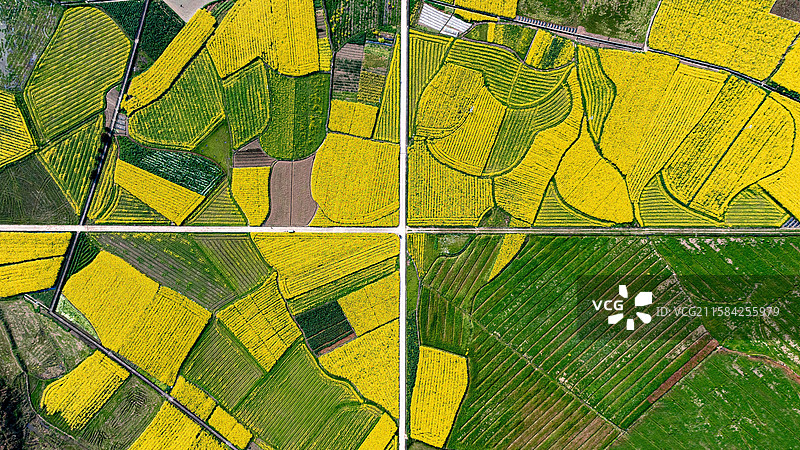 凤山镇的油菜花田图片素材