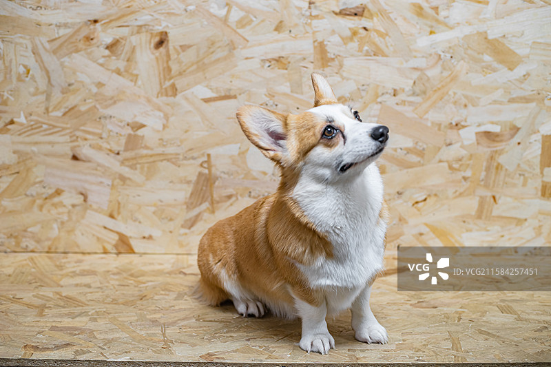 中国健康生活方式拍摄主题，狗舍里站着坐着趴着一只黄色的短腿柯基犬宠物，室内无人图像摄影图片素材