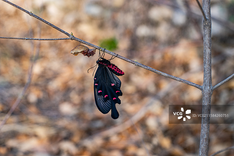 中国野生植物野外动物拍摄主题，春天的树枝上破茧成蝶的黑色彩色大蝴蝶，户外白昼无人图像摄影图片素材