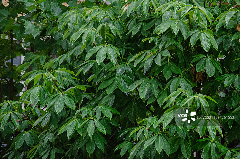 中国野生植物野外植物拍摄主题，雨天树冠上绿色的叶子和水珠，户外白昼无人图像摄影图片素材