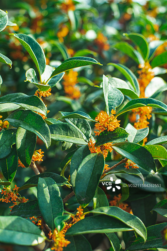 中国野生植物拍摄主题，特写拍摄秋天的黄色的一簇桂花，户外白昼无人图像摄影图片素材