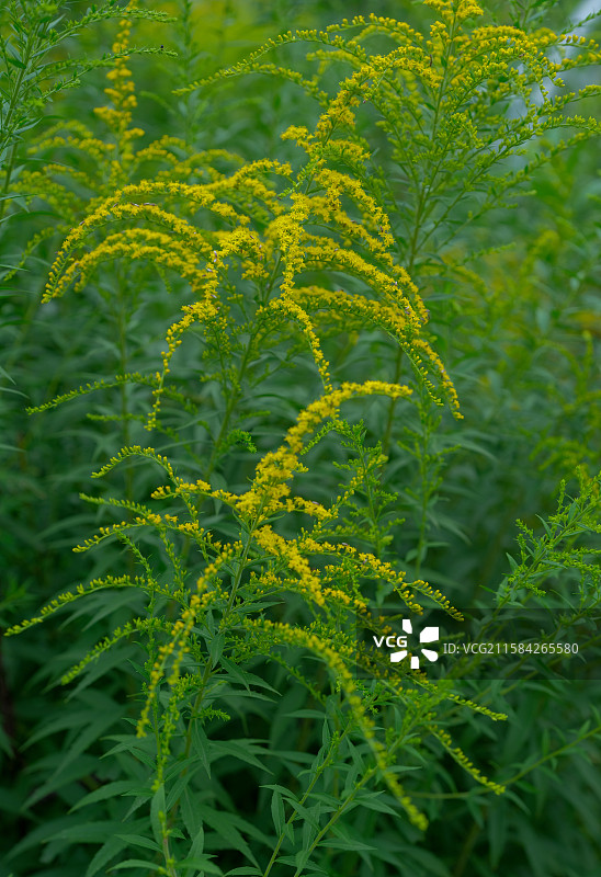 加拿大一枝黄花图片素材