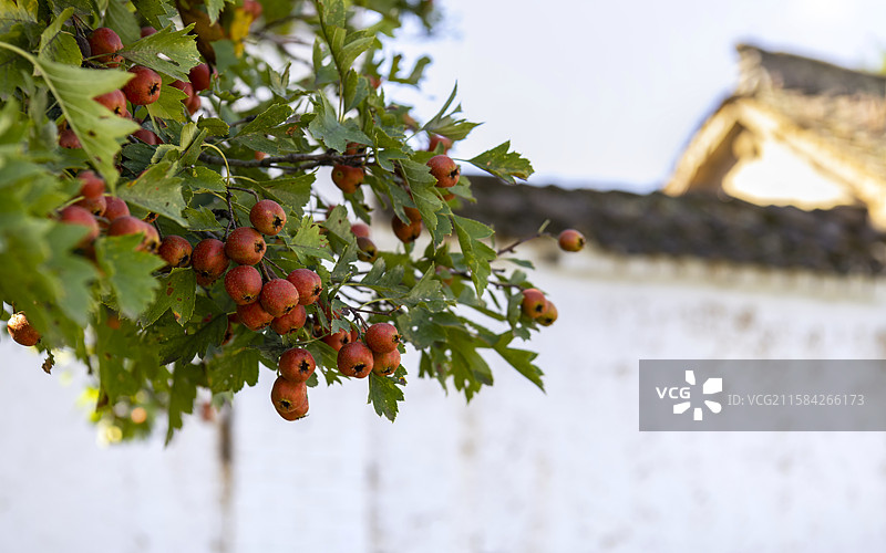 二十节气，秋分，山楂满枝头图片素材