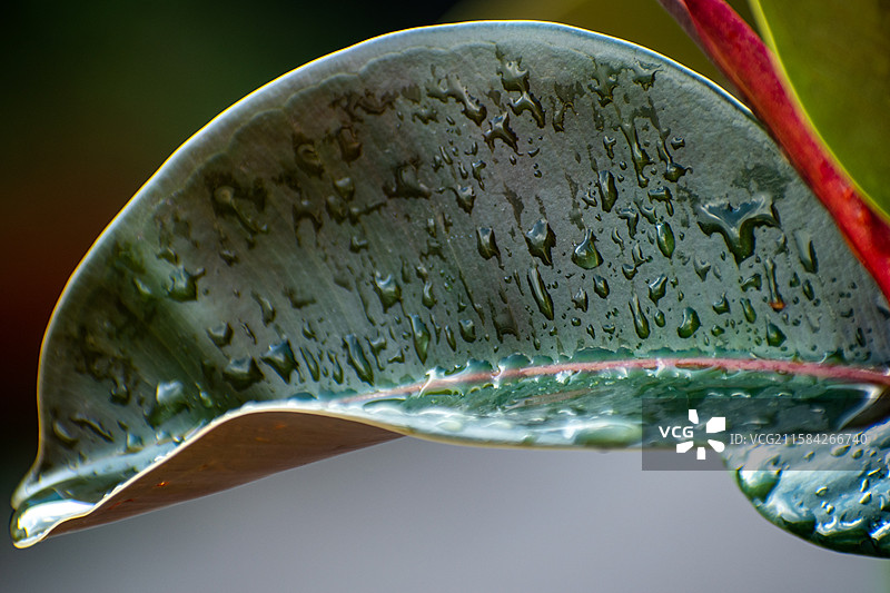 雨水、雨滴、下雨、雨水痕迹、树叶上的雨水图片素材