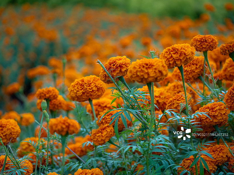万寿菊花海图片素材