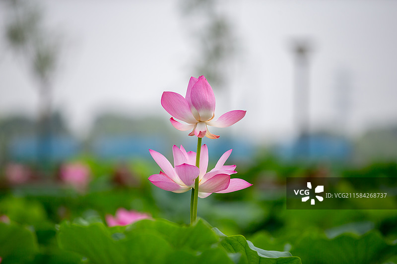津南小站 荷花图片素材