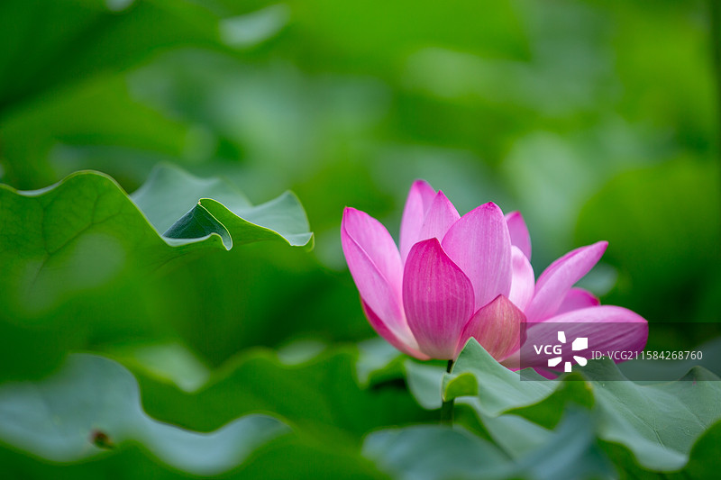 津南小站 荷花图片素材