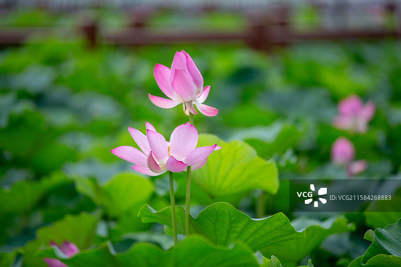 津南小站 荷花图片素材
