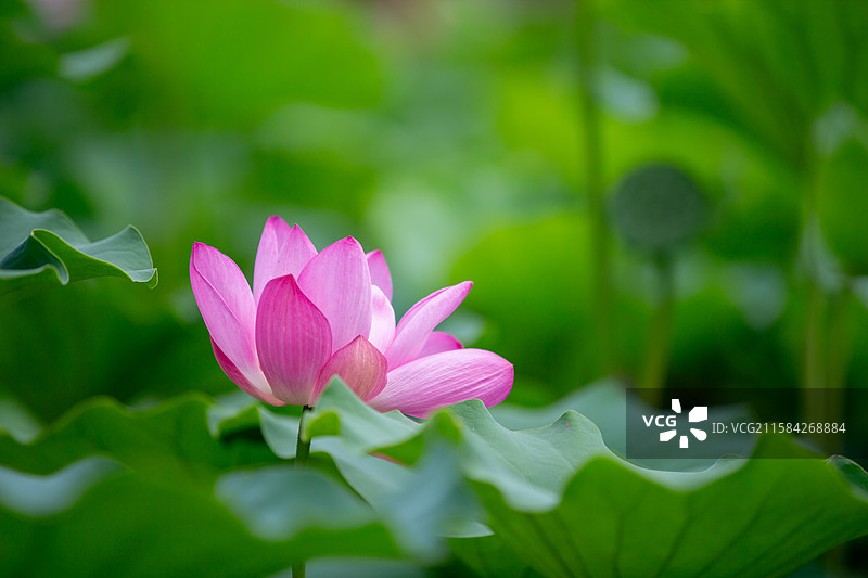 津南小站 荷花图片素材