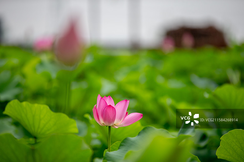 津南小站 荷花图片素材