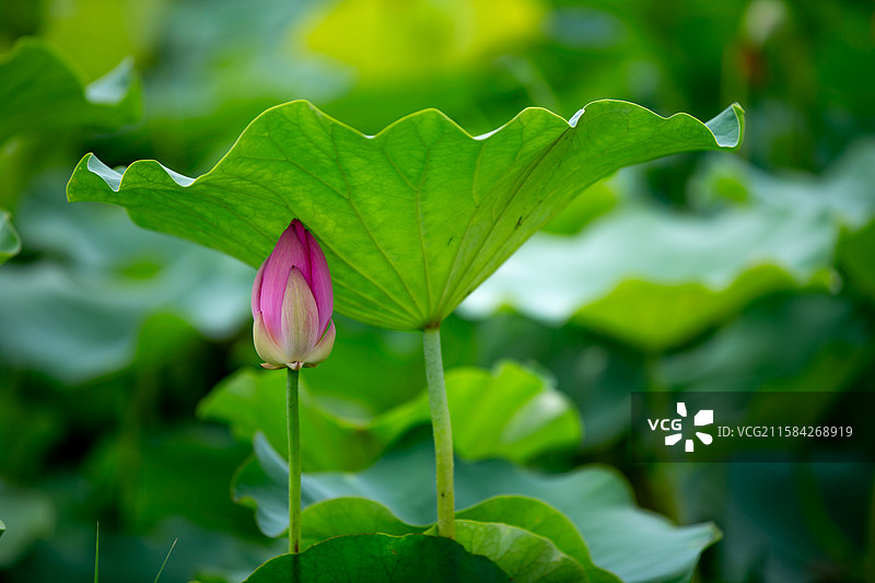 津南小站 荷花图片素材