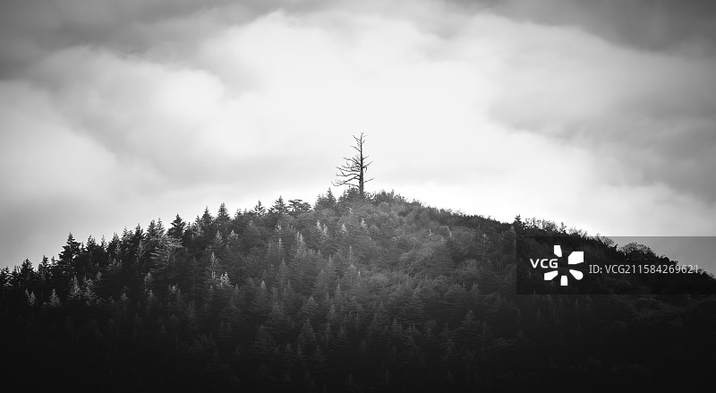 天涯的树图片素材