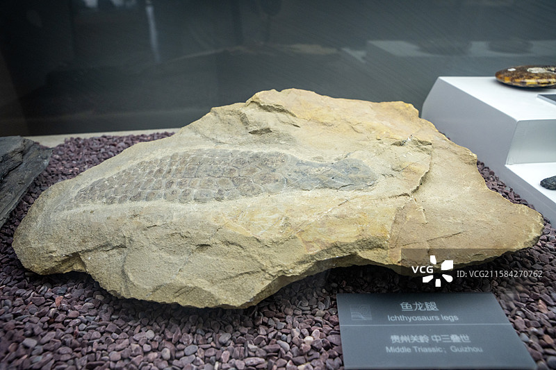 江苏江宁汤山方山国家地质公园博物馆（南京直立人化石博物馆）鱼龙腿化石图片素材