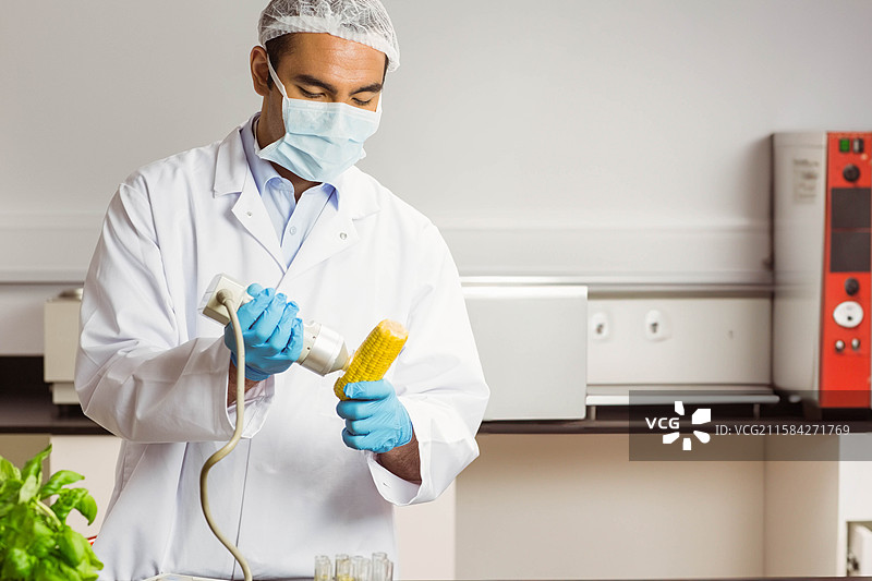 男性实验室技术员在实验台上用扫描仪检查玉米穗，旁边有试管，留白空间。图片素材
