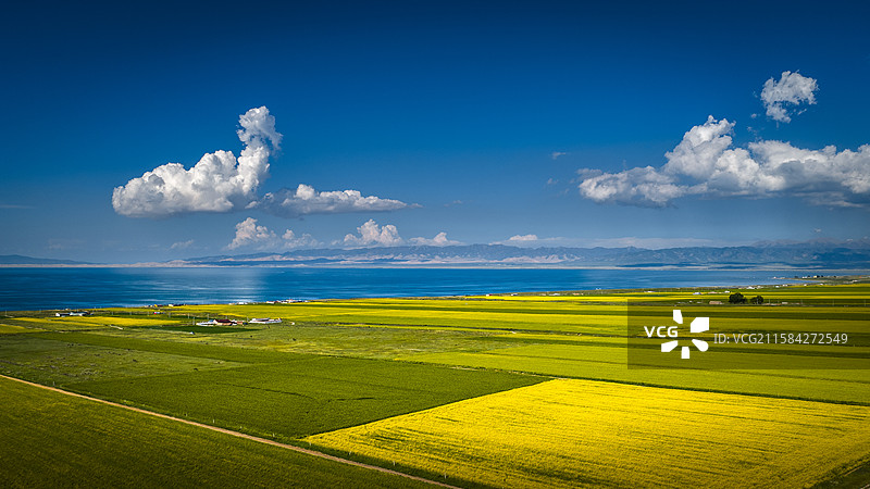 青海湖油菜花和蓝天白云图片素材