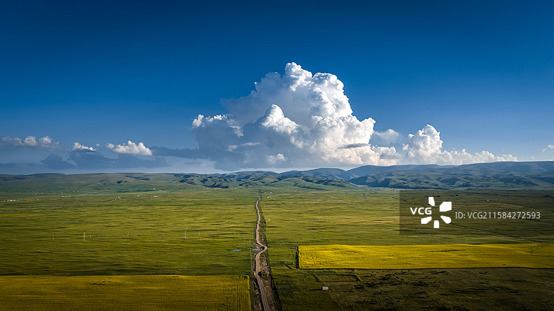 青海湖油菜花和蓝天白云图片素材
