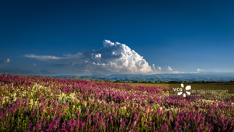 青海湖油菜花和蓝天白云图片素材