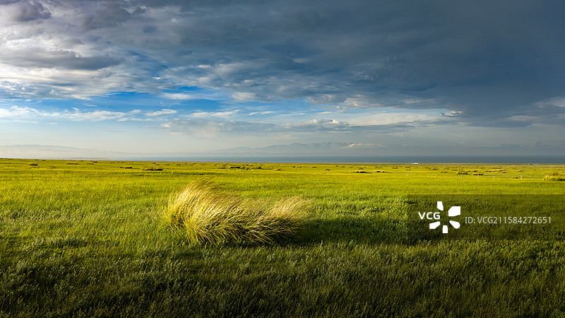 青海湖油菜花和蓝天白云图片素材