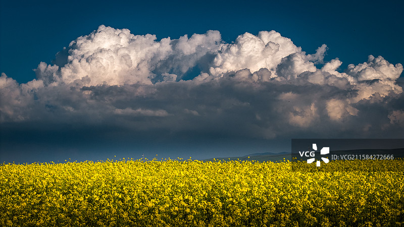 青海湖油菜花和蓝天白云图片素材