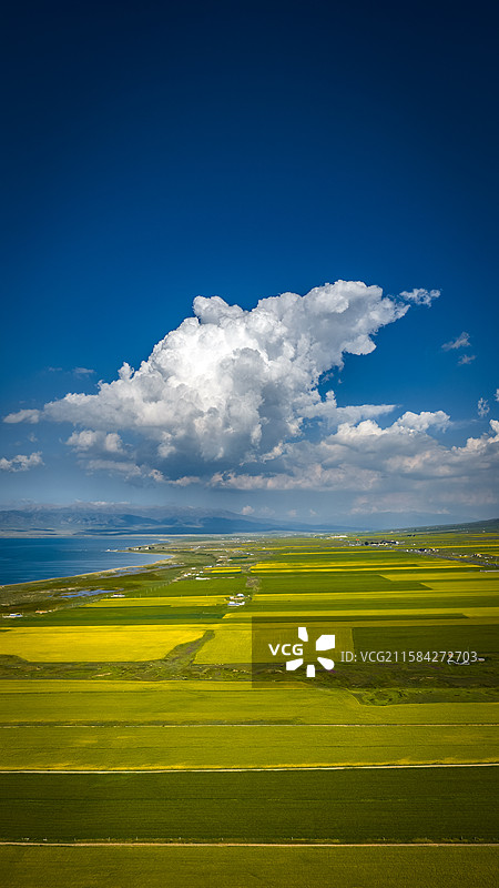 青海湖油菜花和蓝天白云图片素材