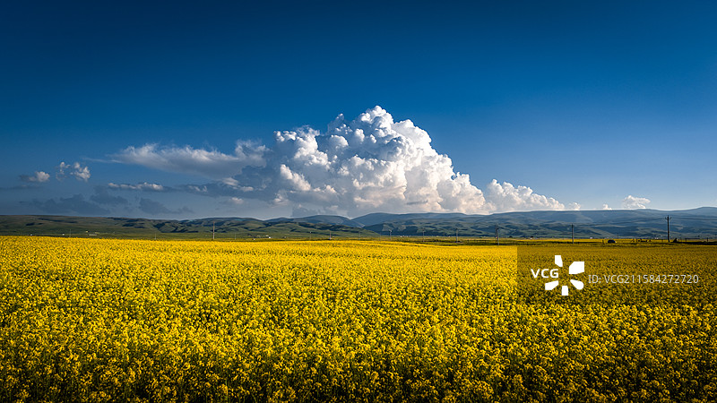 青海湖油菜花和蓝天白云图片素材