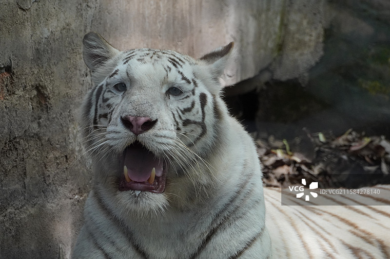 孟加拉白虎图片素材