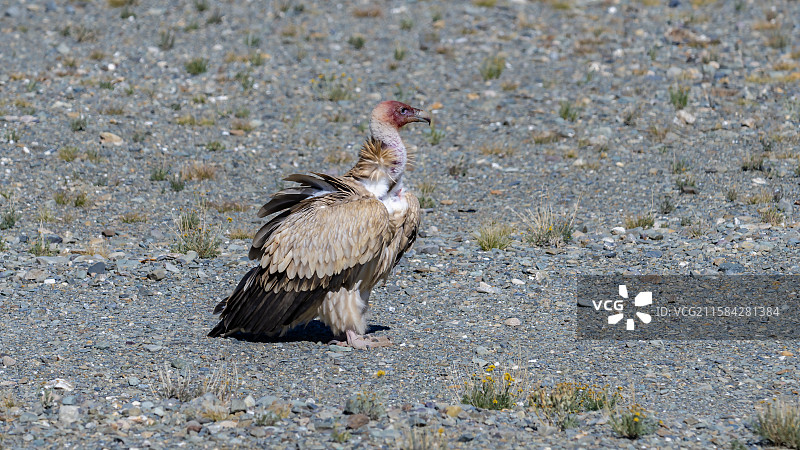 高山兀鹫图片素材