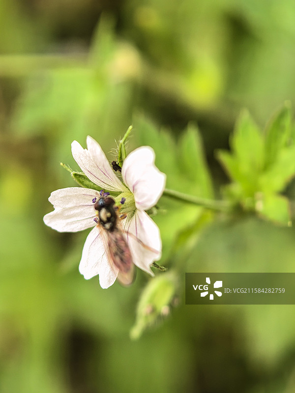 中国贵州贵阳香火岩景区内的老鹳草花图片素材
