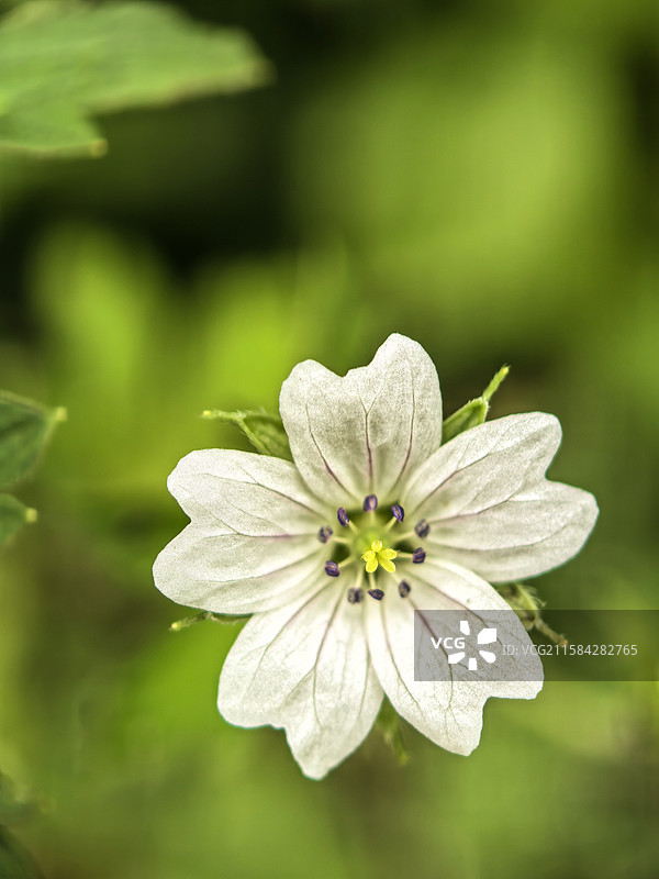 中国贵州贵阳香火岩景区内的老鹳草花图片素材