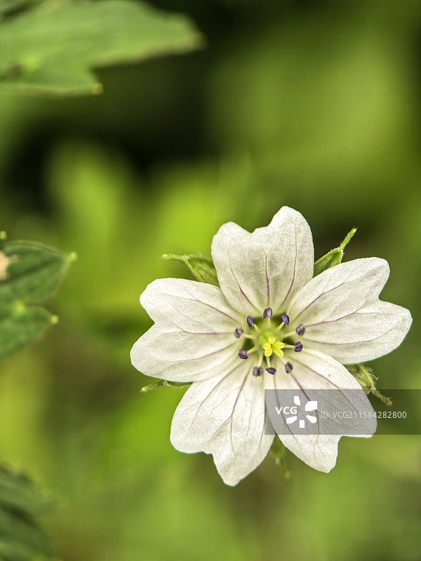 中国贵州贵阳香火岩景区内的老鹳草花图片素材