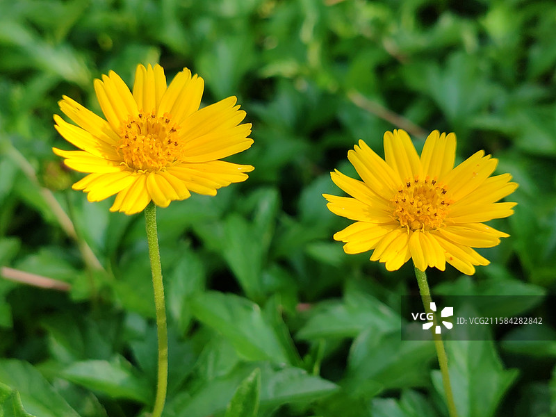 南美蟛蜞菊图片素材