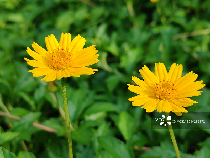 南美蟛蜞菊图片素材
