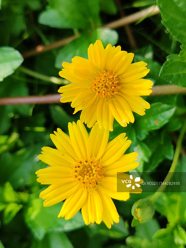 南美蟛蜞菊图片素材