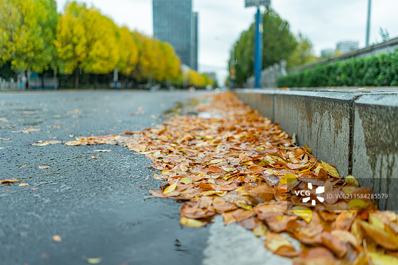 中国野生植物拍摄主题，秋天下雨天马路牙子绒毛白蜡树黄色的树叶子，户外白昼无人图像摄影图片素材