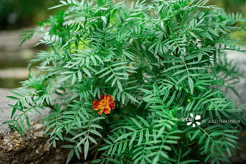 中国野生植物拍摄主题，一片黄色的橙色的孔雀草野菊花万寿菊栽培植物，户外白昼无人图像摄影图片素材