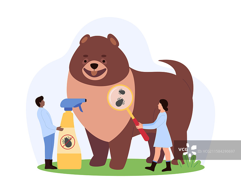 微小的人们正在给狗进行跳蚤检查图片素材