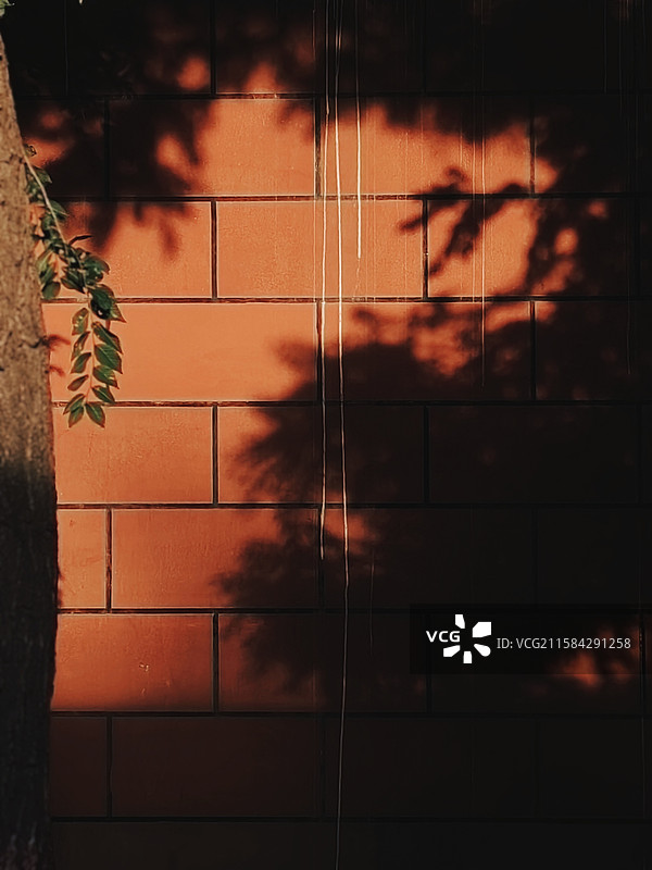 墙间树语图片素材