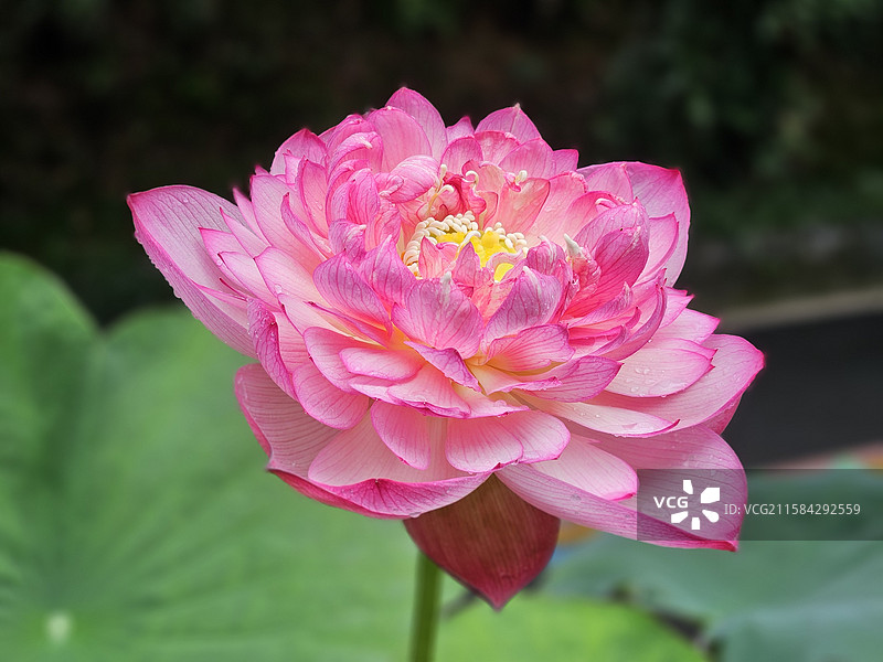 粉黛梵音图片素材