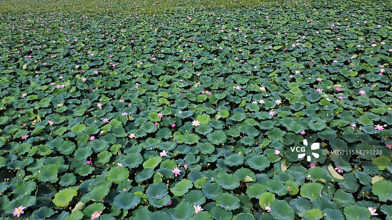 湖北沉湖湿地省级自然保护区航拍俯瞰图片素材