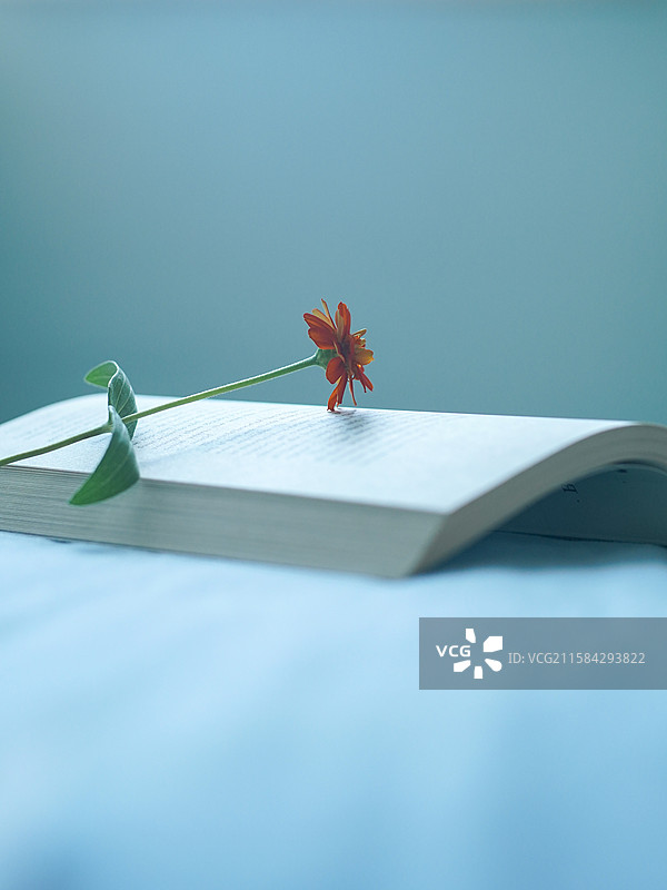 室内书本上的一朵花图片素材